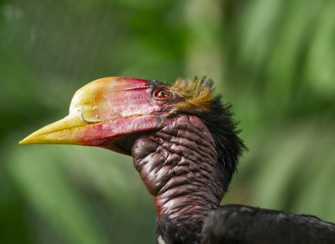 Hornbill head and shoulders side